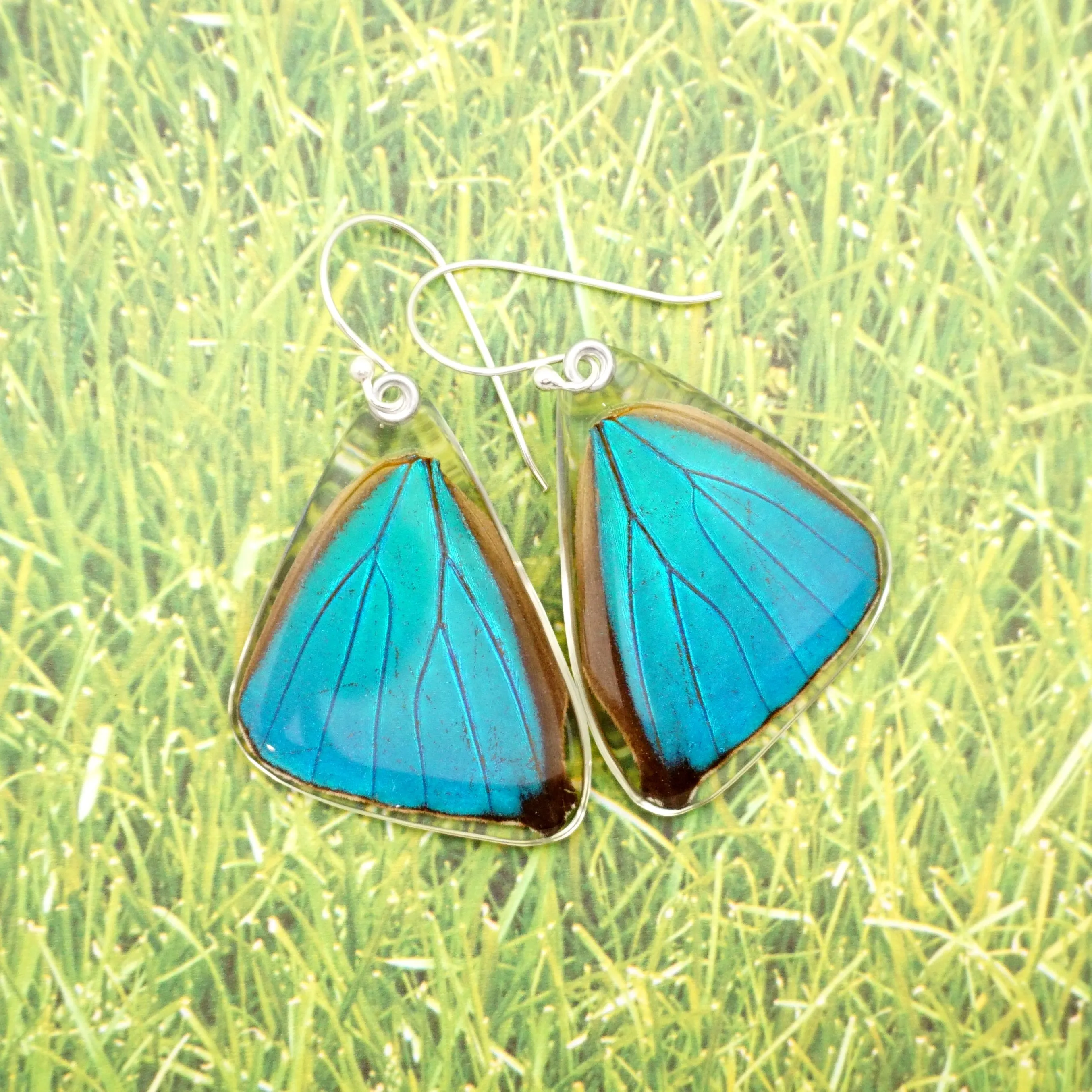 Butterfly earrings, Blue Morpho Aega, bottom wings
