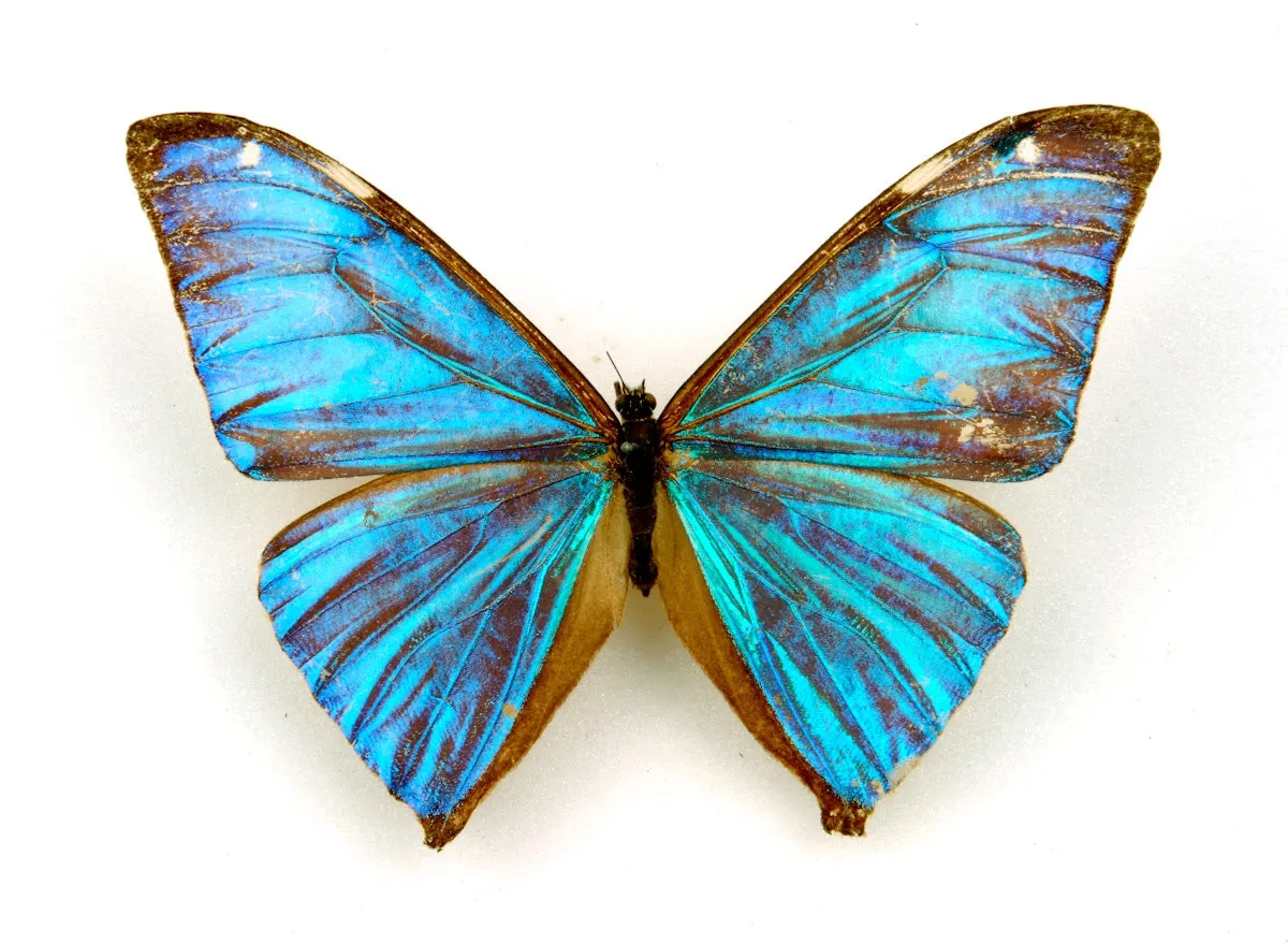 Butterfly earrings, Blue Morpho Aega, top wings