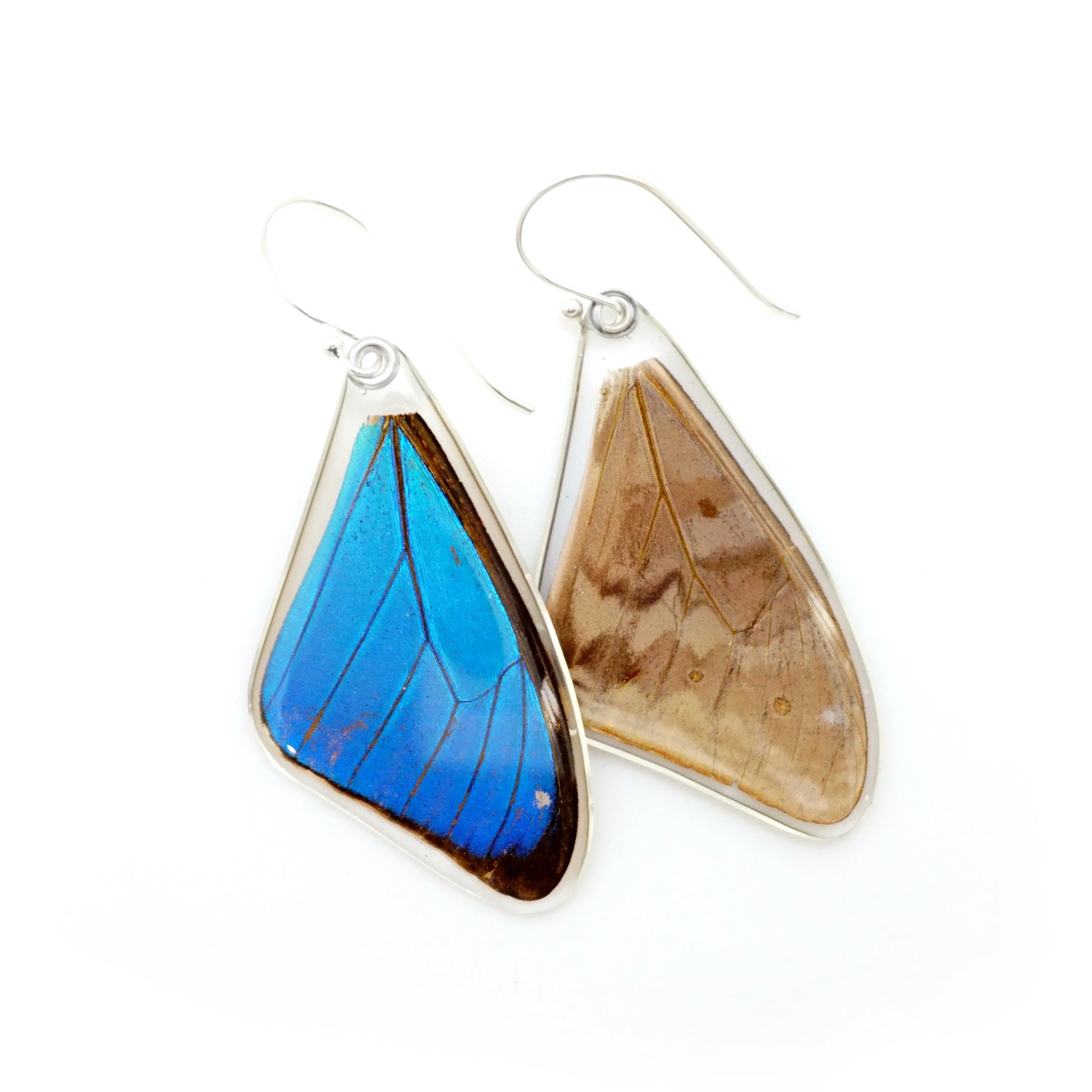 Butterfly earrings, Blue Morpho Aega, top wings
