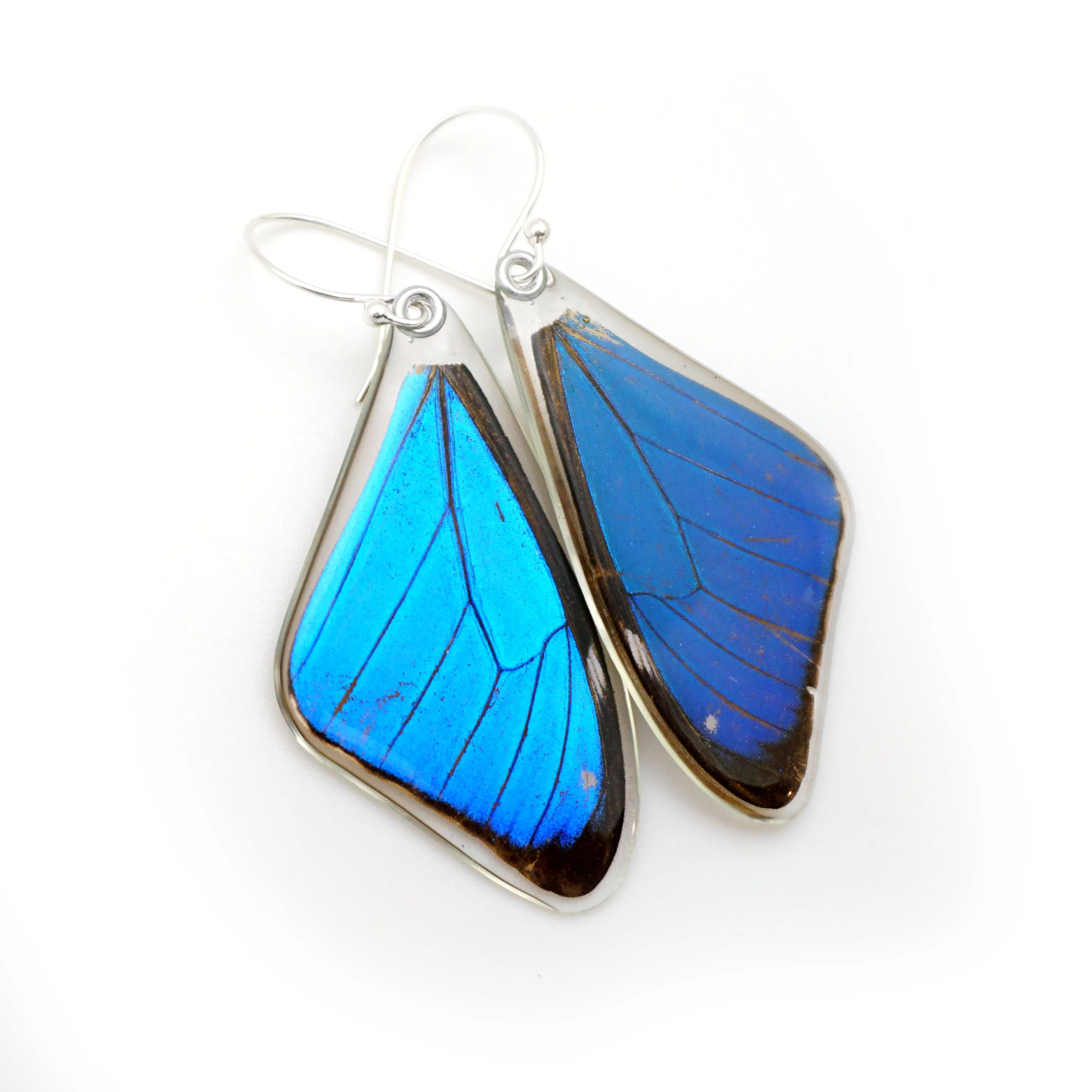 Butterfly earrings, Blue Morpho Aega, top wings
