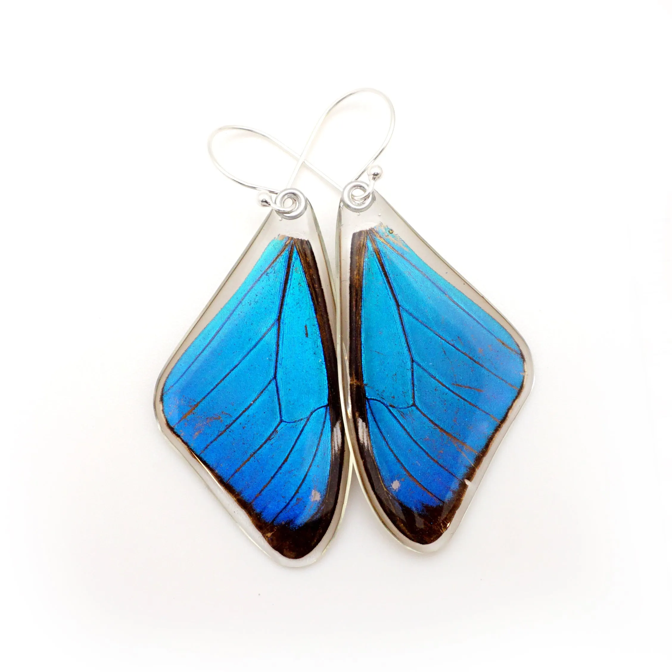 Butterfly earrings, Blue Morpho Aega, top wings