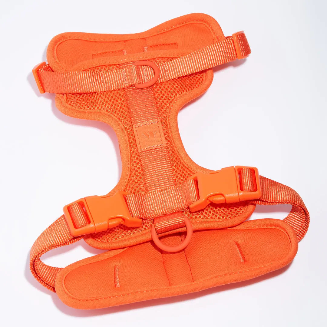 Harness